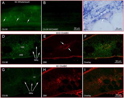 The Composition and Cellular Sources of CSPGs in the Glial Scar After Spinal Cord Injury in the Lamprey